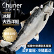 純爾冰鮮三文魚(yú) 法羅皇冠整條凈重10斤以上 大西洋鮭 無(wú)抗源頭直發(fā)