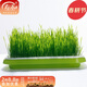 壽禾 貓草種子小麥草麥子套餐套裝水培大麥黑麥草春夏家庭種植草籽 小麥大麥草種子各1斤