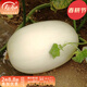 壽禾 香瓜種子伊麗莎白香瓜黃皮白肉白皮香甜瓜冬春季季家庭種植瓜籽 （雪白甘甜）脆梨香瓜種子 50粒