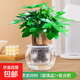 發(fā)財樹(shù)小盆栽水培植物室內桌面綠蘿文竹四季好養綠植盆景花卉招財 三桿發(fā)財樹(shù)+圓球玻璃瓶+肥