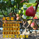濱淇果樹(shù)苗無(wú)花果苗當年結果波姬紅南北方種植 1厘米粗1棵源頭直發(fā)