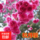 日本櫻花樹(shù)苗庭院種植嫁接櫻花苗風(fēng)景樹(shù)盆栽室外別墅四季好養耐寒 松月櫻3公分粗 當年開(kāi)花 其他