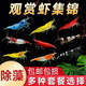瘋狂水草黑殼蝦觀(guān)賞蝦鮮活除藻淡水蝦苗清潔工具冷水蝦櫻花蝦水晶蝦極火蝦 精品多彩觀(guān)賞蝦組B（買(mǎi)6送2備損）