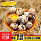 農家大個(gè)鵪鶉蛋雜糧整箱批發(fā)兒童孕婦寶寶無(wú)添加新鮮鵪鶉蛋 紅色 120枚大個(gè)    初生精品蛋【一枚12g左右】