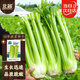 北蔬 西芹種子種苗芹菜四季小香芹蔬菜種籽 北蔬四季西芹種子10g