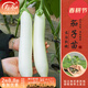 壽禾壽光茄子苗大全大型苗場(chǎng)種苗山東優(yōu)質(zhì)蔬菜苗冬春季秧苗種苗 白長(cháng)茄苗 6棵