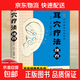 小中醫-常見(jiàn)病特效穴位耳穴療法經(jīng)外奇穴人體反射區針灸組合穴速查 耳穴療法速查