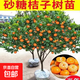 正宗無(wú)籽砂糖橘盆栽南方北方種子橘子樹(shù)苗柑桔果苗嫁接耐寒耐熱 【帶土帶葉】4年精選苗