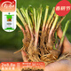 壽禾蔬菜種子韭菜根種苗壽光獨根紅紫根盆栽現挖艽菲菜根韭苔冬春季 [現紫色不明顯]紫根韭菜80-100棵+200g肥