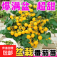 爆滿(mǎn)盆盆栽矮生番茄秧苗紅黃黑小番茄種子櫻桃小西紅柿盆栽陽(yáng)臺 盆栽番茄苗【黃色5顆】送肥