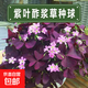 紫葉酢漿草種球幸運草紫蝴蝶花卉紫色漿草庭院花卉植物陽(yáng)臺盆栽 紫葉酢漿草種球10個(gè)+營(yíng)養液