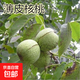 核桃樹(shù)苗嫁接果樹(shù)苗南方北方種植薄皮紙皮8518核桃苗地栽當年結果 薄皮核桃【五年苗當年結果】 80cm(含)-89cm(含)