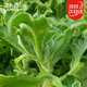 菜禾地冰菜種子苗四季冬春季易種植野菜陽(yáng)臺盆栽蔬菜種籽 冰菜種子600粒
