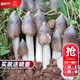 大禹平菇蘑菇種植包家庭食用菌包種子玉米芯菌棒菌菇自家種批發(fā) 雞樅菌蘑菇種植菌包1個(gè)約2斤