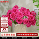 京東鮮花玫瑰花【弗洛伊德】10枝枝長(cháng)50-55cm鮮切花禮品花束基地源頭直發(fā)