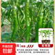 辣椒苗秧苗四季小米辣二荊條高產(chǎn)薄皮朝天椒樟樹(shù)港精品蔬菜苗帶土 二荊條秧苗5棵（基地直銷(xiāo) ）