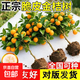 脆蜜金桔苗新品耐寒脆皮金桔嫁接苗果樹(shù)苗大果苗盆栽金柑帶土無(wú)核 首選:特大苗80-1米高【3顆裝】當年結果爆滿(mǎn)