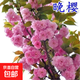 日本櫻花樹(shù)苗庭院種植嫁接櫻花苗風(fēng)景樹(shù)盆栽室外別墅四季好養耐寒 晚櫻3公分粗 當年開(kāi)花 其他