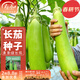 壽禾 長(cháng)茄杭茄種子大全蔬菜紫線(xiàn)茄冬春季盆栽壽光茄子菜籽 綠長(cháng)茄種子120粒x2包