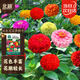 北蔬 百日草花種子苗百日菊混色重瓣四季花籽 混色百日草種子約1000粒