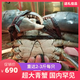 非洲斯里蘭卡超級巨型青蟹(2-3斤/只公蟹)特大螃蟹鮮活蟹王泥蟹 1只2-3斤的肉蟹