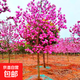紫玉蘭花樹(shù)苗嬌紅玉蘭樹(shù)苗盆栽地栽綠化風(fēng)景耐寒玉蘭花苗庭院樹(shù)木 紫玉蘭2公分粗1.2米高左右