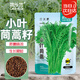 菜禾地小葉茼蒿種子苗皇帝菜家庭陽(yáng)臺四季盆栽蔬菜籽 小葉茼蒿約3000粒
