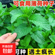 【虧本沖量】食用薄荷種子四季可播香檸檬薄荷多年生陽(yáng)臺盆栽驅蚊 薄荷種子1包【約300?！? title=