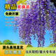 濱淇多花紫藤樹(shù)苗庭院圍墻盆地栽爬藤攀援植物花卉 2.5厘米源頭直發(fā)
