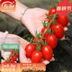 壽禾 圣女果種子小西紅柿小番茄大全溫室大棚冬春四季種菜蔬菜壽光菜 紅美玉2號圣女果種子25粒