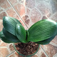 寬葉君子蘭盆栽名貴特級巨無(wú)霸短葉油匠麻臉圓頭和尚精品花卉小苗 巨無(wú)霸8-10葉苗 帶盆栽好