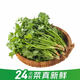 【24小時(shí)菜】香菜100g  