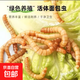 面包蟲活活蟲黃粉蟲活蟲畫眉鳥金龍魚石蛙倉鼠蜥蜴飼料鮮活野釣 1斤
