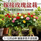 藝萱玫瑰花樹(shù)苗帶花苞特大花卉綠植物盆栽室內陽(yáng)臺月季薔薇四季開(kāi)花 1.影星老樁苗四季開(kāi)花三株 不含盆