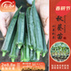 壽禾 蔬菜苗活苗帶土發(fā)貨大全菜苗種苗冬春各種秧苗山東壽光苗子陽(yáng)臺 水果秋葵苗6棵