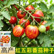 稻田伙伴紅五彩番茄種子紅色斑馬西紅柿圣女果蔬菜種籽孑室外陽(yáng)臺春播早熟 紅五彩番茄種子150粒