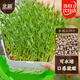 北蔬 麻豌豆種子種苗芽苗菜水培無(wú)土栽培蔬菜種籽 北蔬麻豌豆種子500g