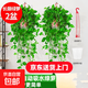 長(cháng)藤綠蘿垂吊綠植室內吊蘭吸甲醛凈化空氣綠植盆栽稀有綠蘿盆栽 【盆口直徑16厘米】長(cháng)藤白盆綠2盆送肥料