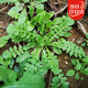 北蔬薺菜種子苗大葉老品種野外冬季蔬菜種籽 大葉薺菜種子2000粒x2包