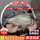 中科五號鯽魚(yú)苗大品種黃金鯽魚(yú)苗活體淡水魚(yú)苗土鯽魚(yú)苗白鯽湘云鯽 中科5號鯽魚(yú)苗2-3厘米50條送10%防損