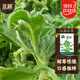 北蔬水晶冰菜種子種苗冰草籽盆栽蔬菜種籽 北蔬水晶冰菜種子2000粒