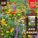 北蔬 花種子種苗四季種好養活室內外盆栽野花?；ㄗ?野花種子組合10g