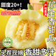 山東小蜜蜂甜瓜老品種暴甜香瓜應季現摘孕婦水果蜜瓜 帶箱1斤 榨汁碰傷次果【非商品果】 爆甜皮薄老品種小蜜蜂