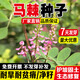水潤雨花護坡種籽馬棘種子別名野藍枝子種子狼牙草種子保土護坡小灌木種子 馬棘種子半斤裝