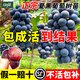 臨雅葡萄樹(shù)苗南北方種植盆栽地栽庭院陽(yáng)臺嫁接爬藤水果樹(shù)苗當年結果 【夏黑無(wú)籽】葡萄苗20-30cm