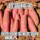 山頭林村煙薯25苗種地瓜種育苗紅薯蜜薯種子軟糯香甜 5斤 西瓜紅蜜薯種薯