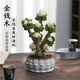 JCZS金錢(qián)木老樁多肉植物室內花卉盆栽春季好養客廳辦公室桌面擺件綠植 玉錦金錢(qián)木老樁(一次性塑料育苗盆) 含盆