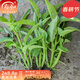 壽禾 當季蔬菜種子大全冬春季適合3-6月種植 三叉空心菜種子50g