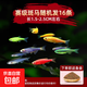 斑馬魚(yú)熱帶淡水觀(guān)賞魚(yú)爆缸小魚(yú)魚(yú)苗蝶翼紅綠燈孔雀魚(yú)小型活體寵物 賽級血統 七彩斑馬隨機16條