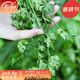壽禾 當季蔬菜種子大全冬春季適合3-6月種植 傳統老香菜種子30g